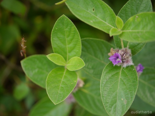 Neuracanthus sphaerostachyus leaf6.jpg